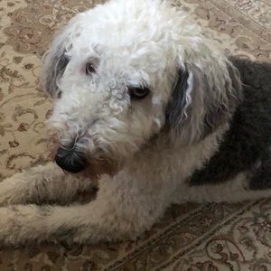 Meet your Posher, Dan